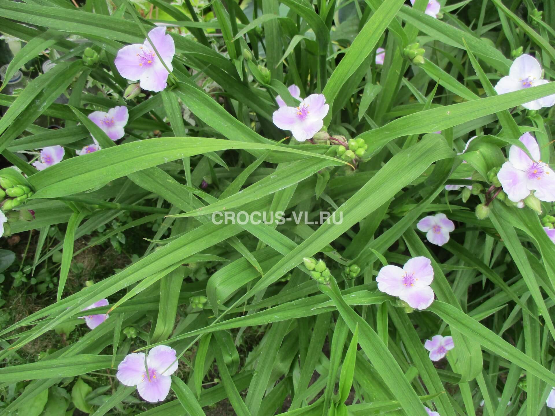 Традесканция Андерсона «Pink Chablis» Традесканция Андерсона «Pink Chablis»